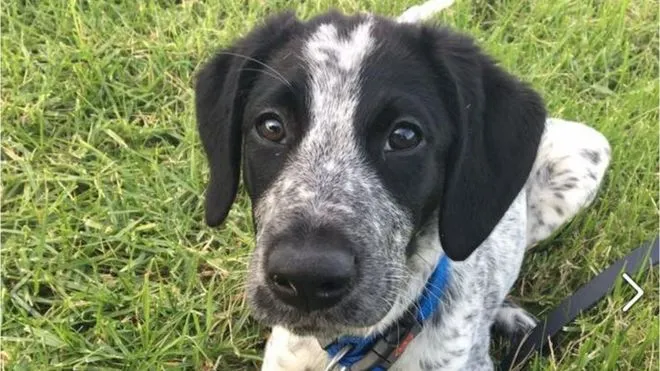 Airport slammed for ordering security dog shot