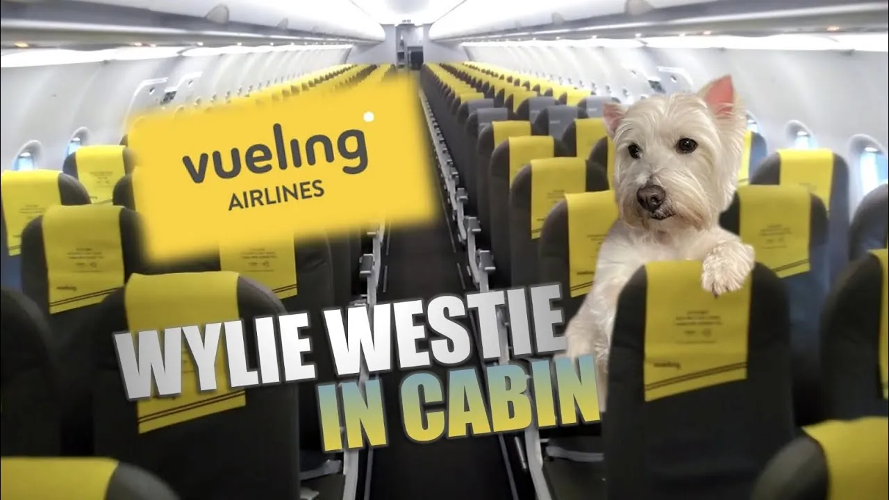 Pets Can Now Buy On Board When Flying