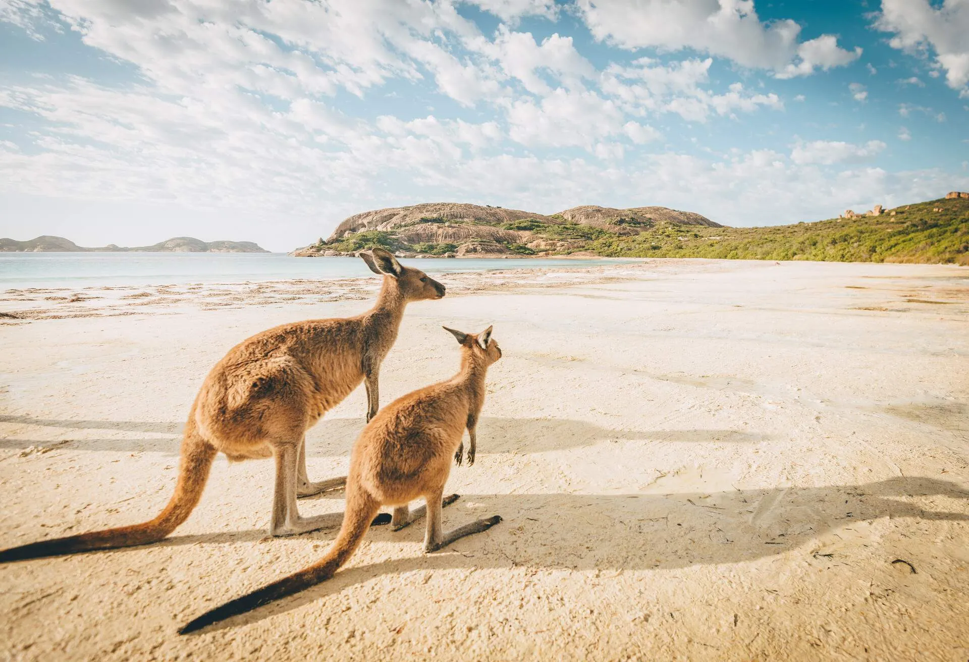 Australian animals: weird, dangerous, and endangered