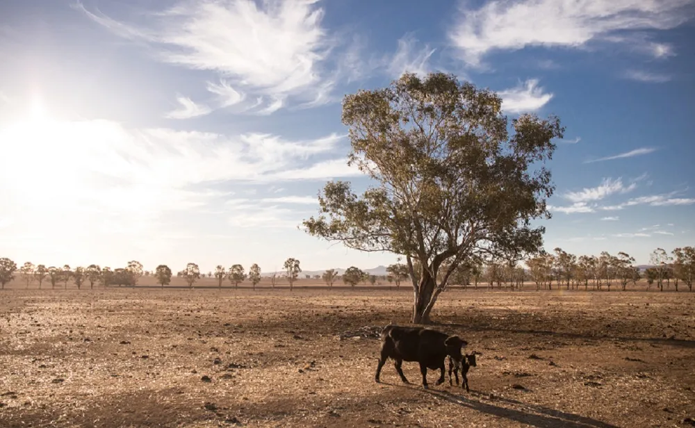 Airlines move to help Australia's drought victims