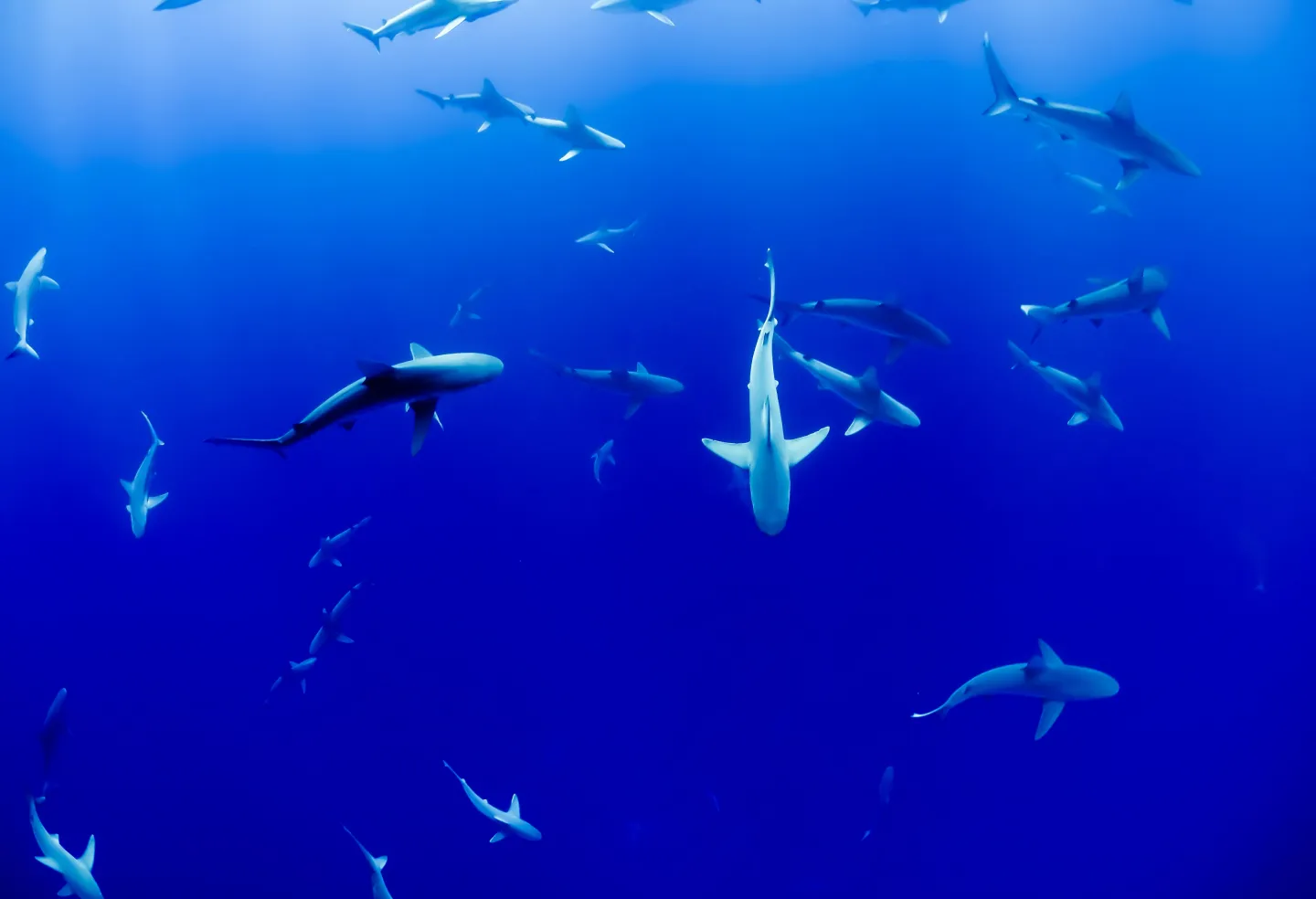 3 awesome destinations for shark sightings