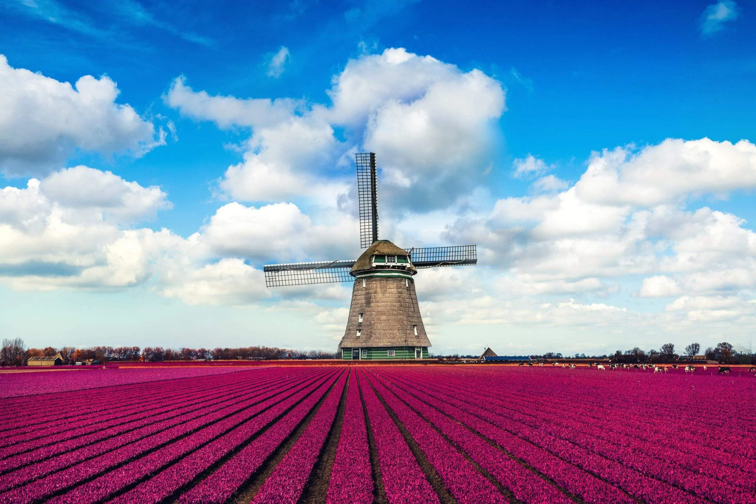 Your essential guide to day trips from Amsterdam