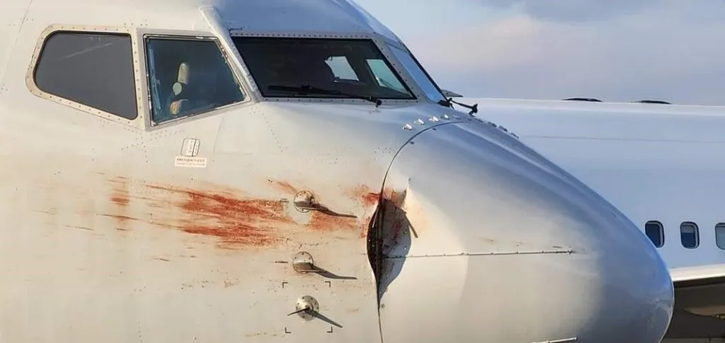 American 737 Suffers Multiple Bird Strikes