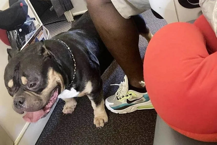 NZ Couple Demand Refund After Sitting Next To A Dog On A Plane