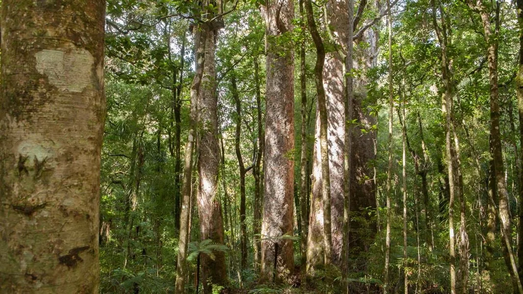 Air NZ Celebrates 200K Trees Planted